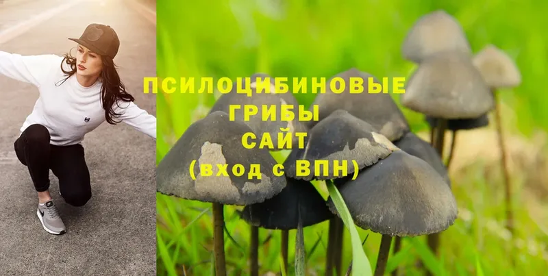 Псилоцибиновые грибы Cubensis  наркотики  Карпинск 